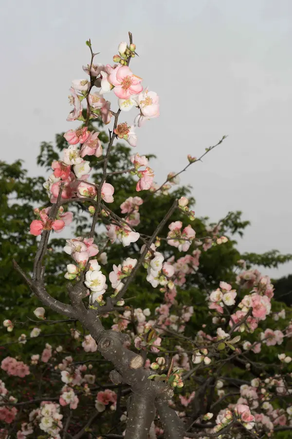 Pink blossoms (5)